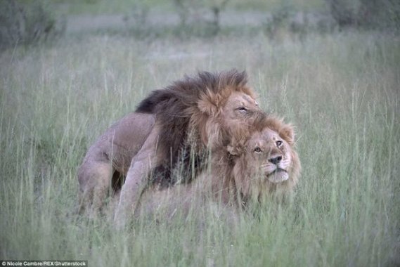male lion fall in love