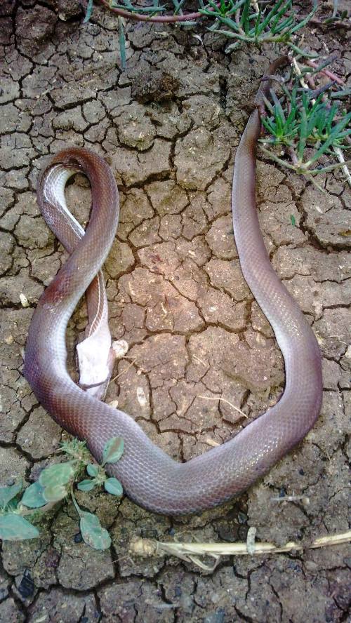 Snake Killed in Kenya Camp
